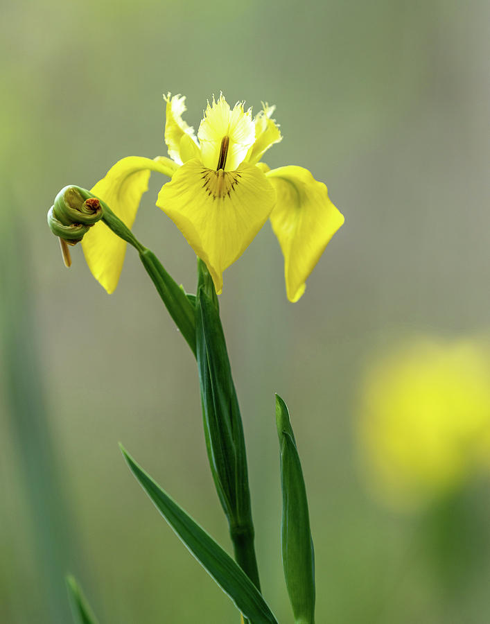 Yellow Iris Photograph by Jim Miller