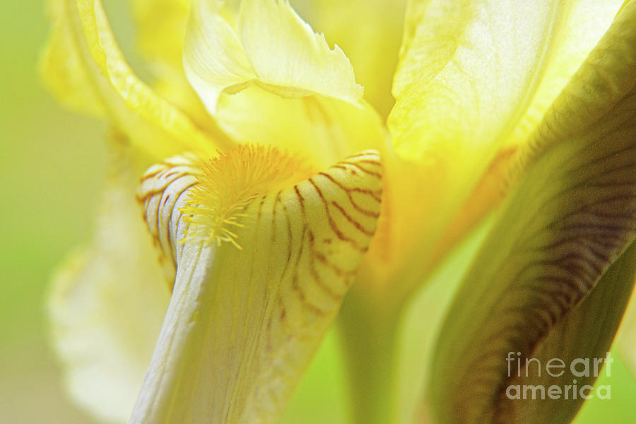 Iris Photograph - Yellow Iris by Lauren Leigh Hunter Fine Art Photography