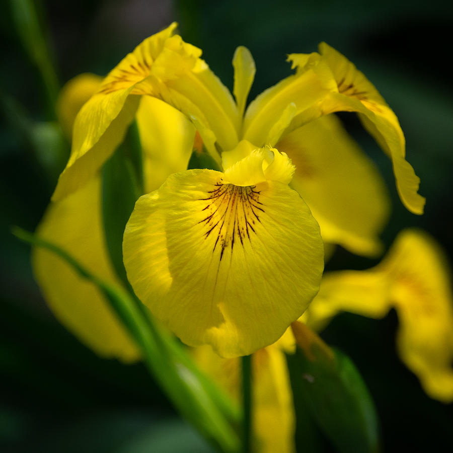 Yellow Iris Photograph by Linda Bonaccorsi