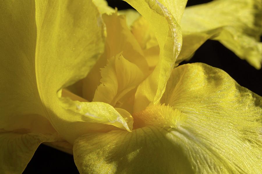 Yellow Iris Photograph by Liza Eckardt