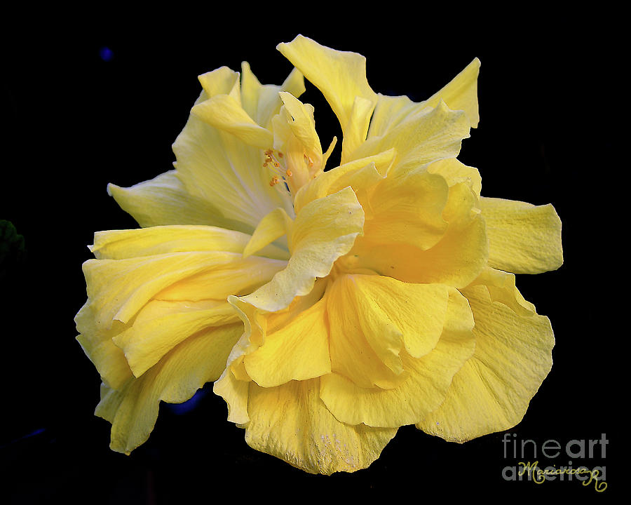 Yellow Iris Photograph by Mariarosa Rockefeller