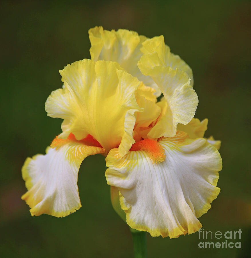Iris Photograph - Yellow Iris by Marty Fancy
