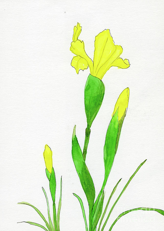 Yellow Iris Painting by Norma Appleton