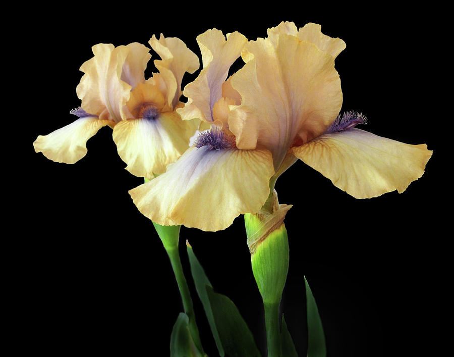 Yellow Iris On Black Background Photograph by David and Carol Kelly