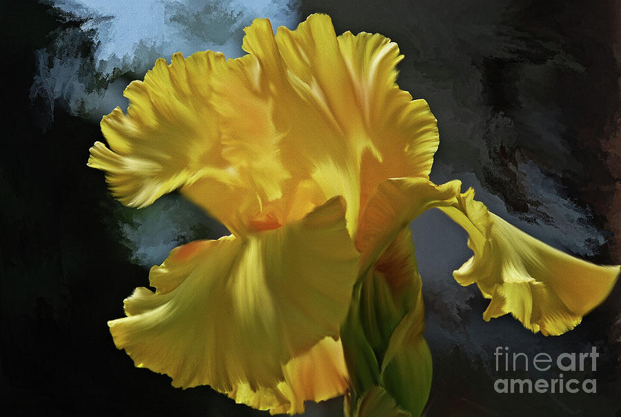 Yellow  Iris   painting Photograph by Elaine Manley