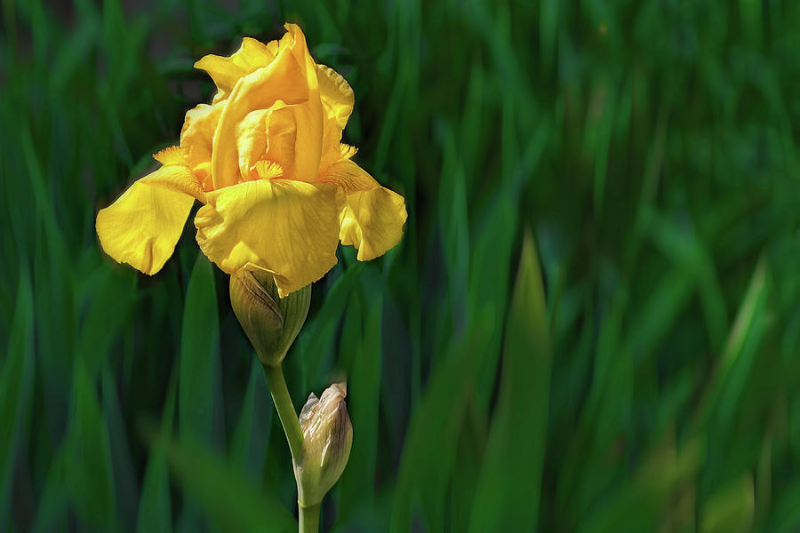 Yellow Iris photograph Photograph by Ann Powell