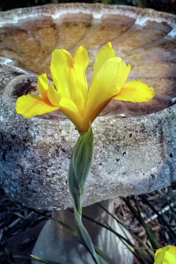 Yellow Iris Poolside Photograph By Scott Kingery - Fine Art America