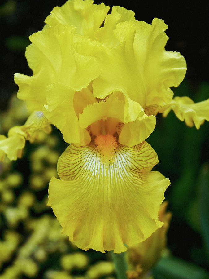 Yellow Iris Photograph by Rachel Morrison