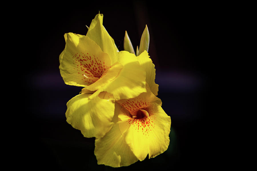 Flowers Still Life Photograph - Indian Shot Canna Lily by Randy Bayne