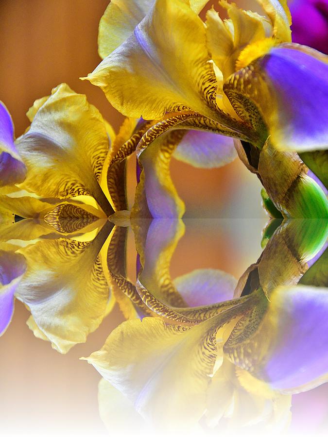 Yellow Iris Reflection Photograph by Terry Anderson