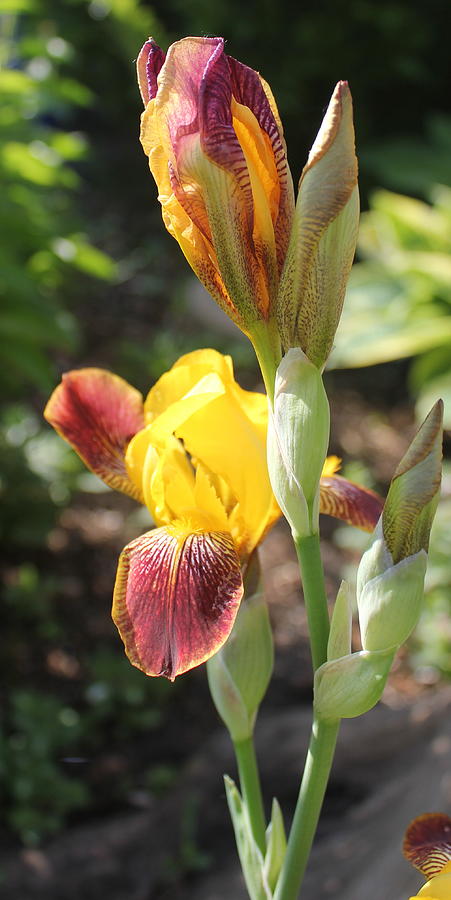 Yellow Iris Photograph by Ruth Kamenev