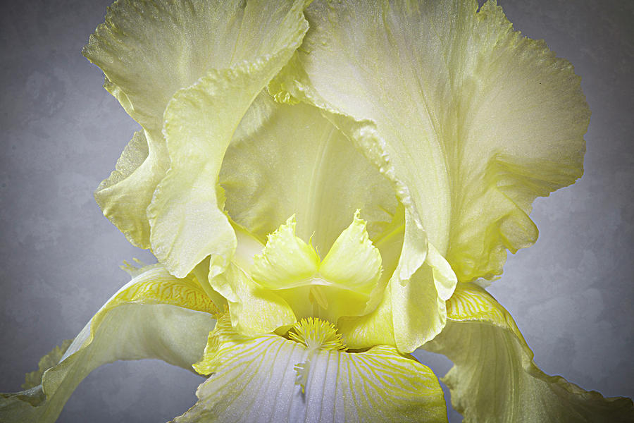 Iris Photograph - Yellow Iris Study by Patti Deters