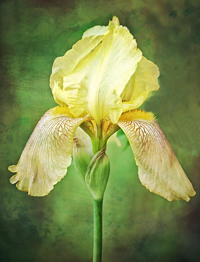 Yellow Iris Study Portrait Photograph by Gaby Ethington