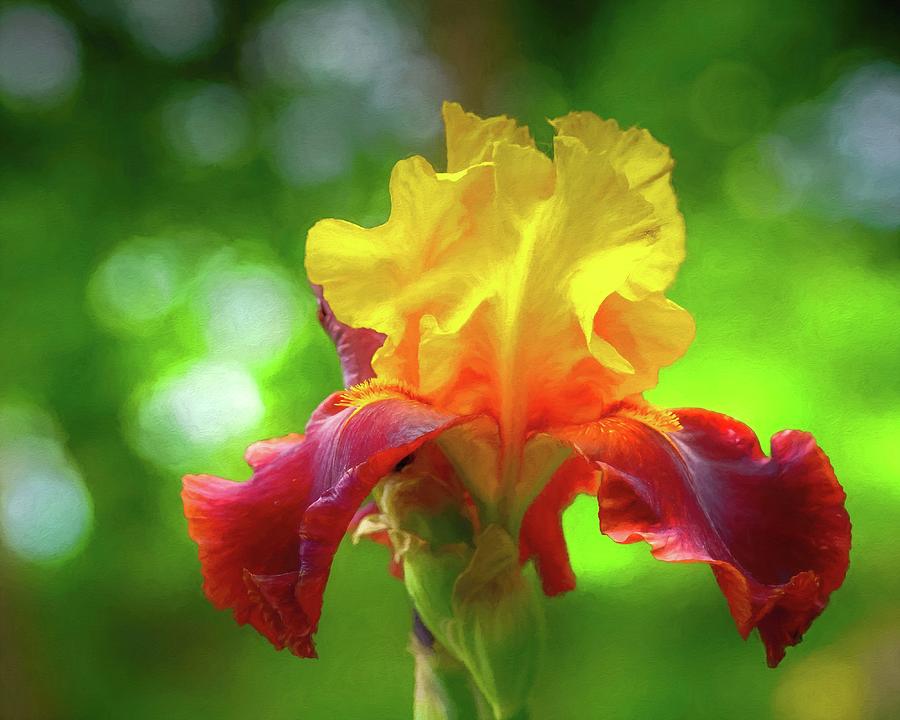 Yellow Iris Photograph by Susan Rydberg