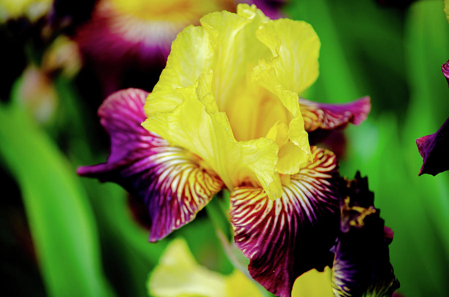 Iris Photograph - Yellow Iris by Tikvahs Hope