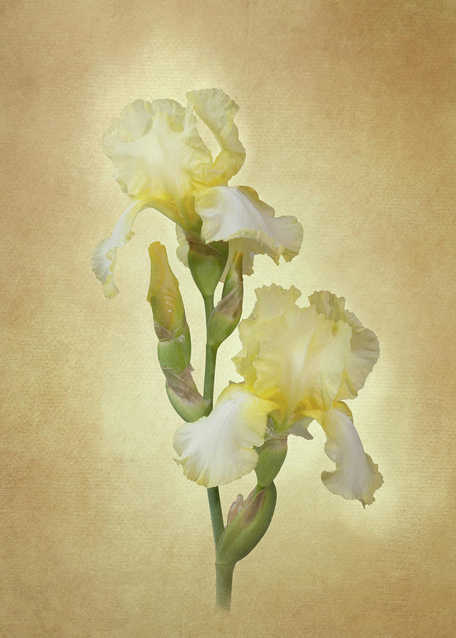 Yellow Iris Vertical Texture Photograph by Patti Deters