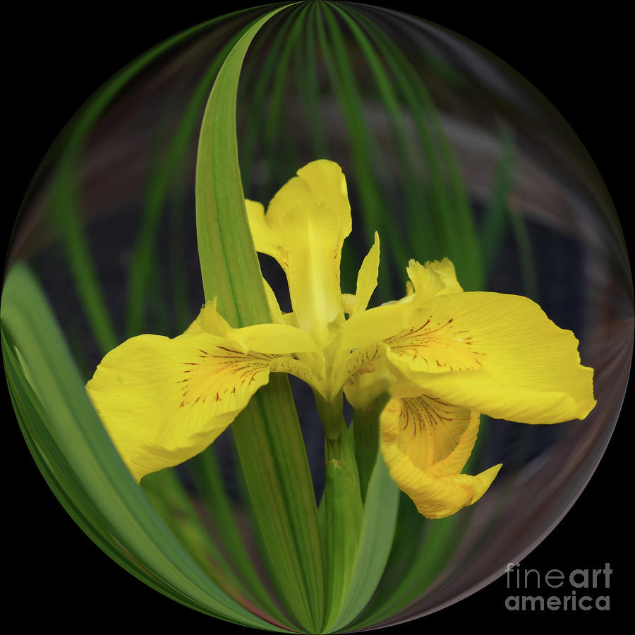 Yellow Iris  Photograph by Yvonne Johnstone