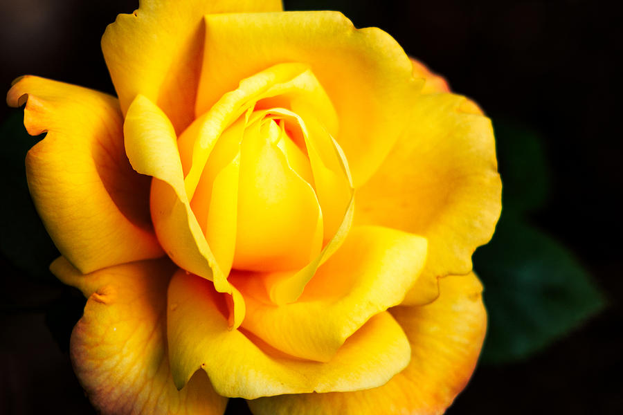 Yellow Irish Rose Photograph by Carrie Hannigan