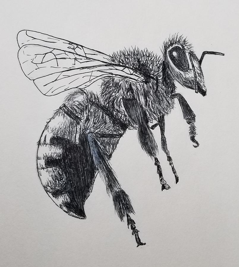 Yellow jacket Drawing by Paige Lindner - Fine Art America