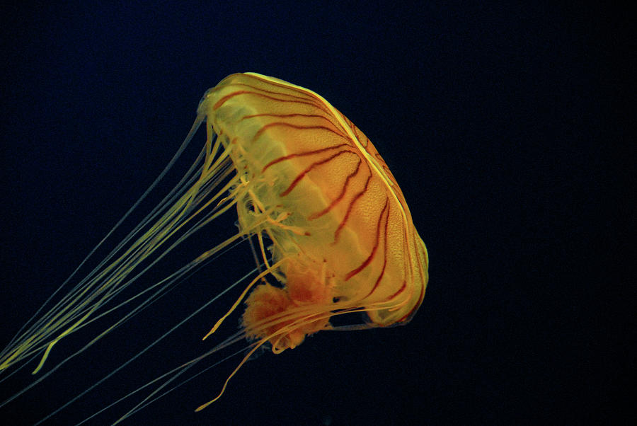 Yellow jellyfish Photograph by Alfredo Garza - Pixels