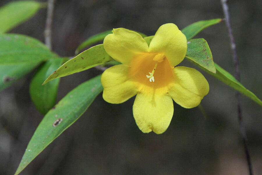Yellow Jessamine in Bloom Photograph by Donna Kaluzniak Pixels