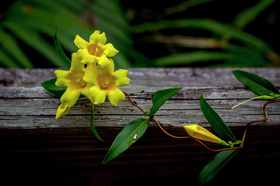 Yellow Jessamine on Fence Photograph by W Chris Fooshee