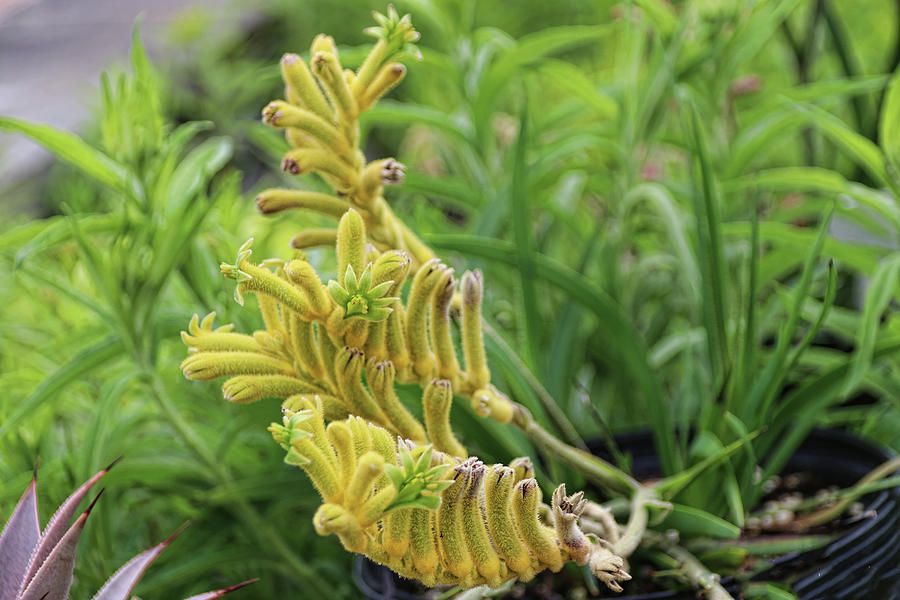 Yellow Kangaroo Paw Plant Photograph by Barbara Elizabeth - Pixels