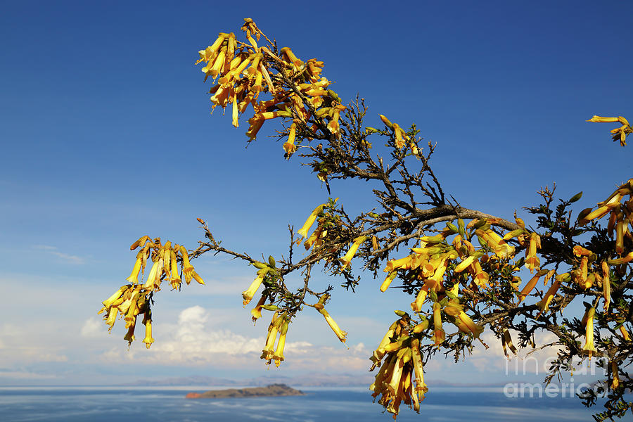 Yellow Kantuta Flowers and Lake Titicaca Photograph by James Brunker