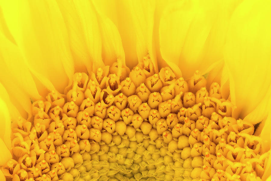 Sunflower Photograph - Yellow by Kyle Wasielewski