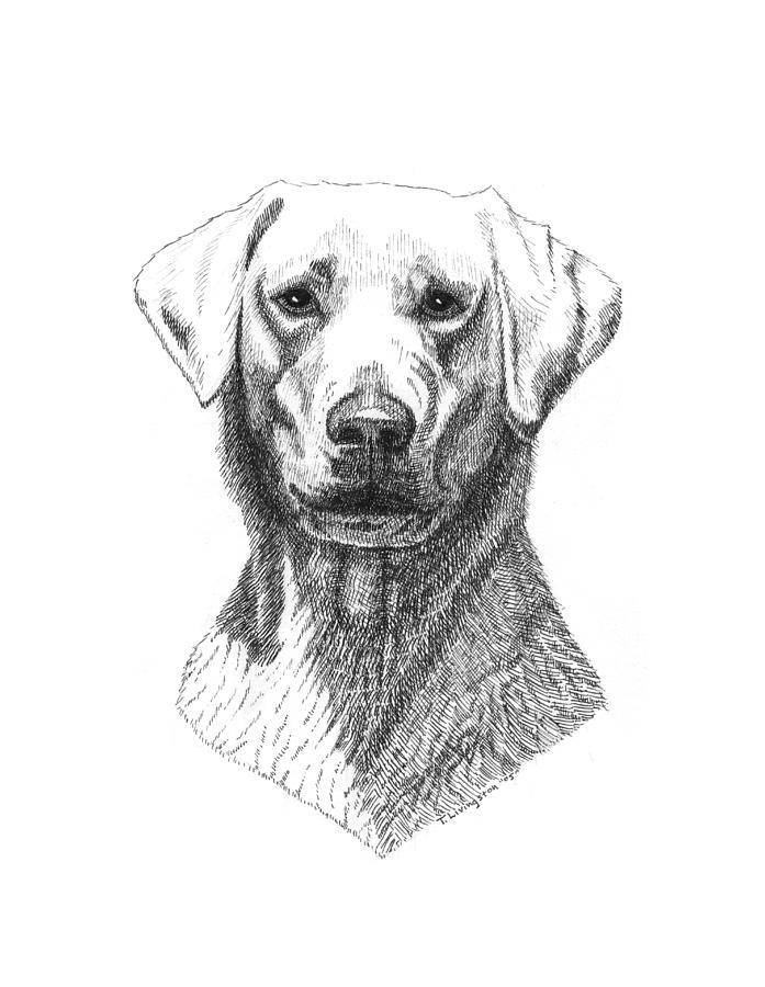 Yellow Lab Drawing by Timothy Livingston