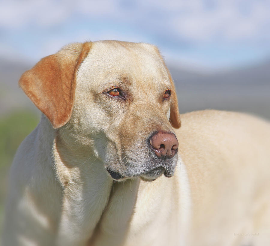 Dog Photograph - Yellow Labrador Retriever Dog by Jennie Marie Schell