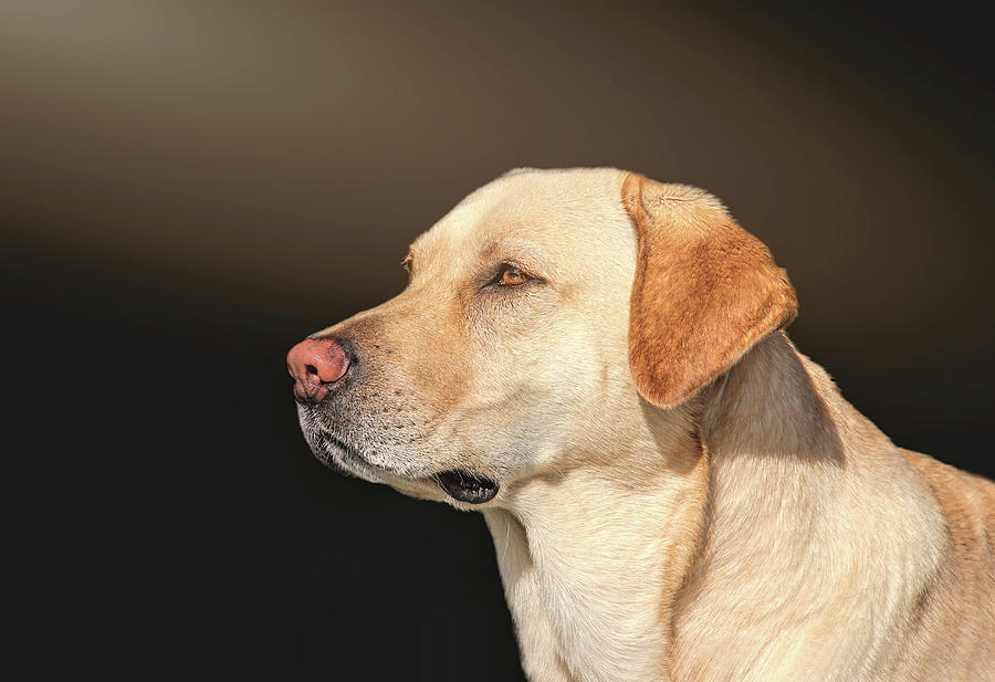 Yellow Labrador Retriever Dog Portrait Photograph by Jennie Marie Schell