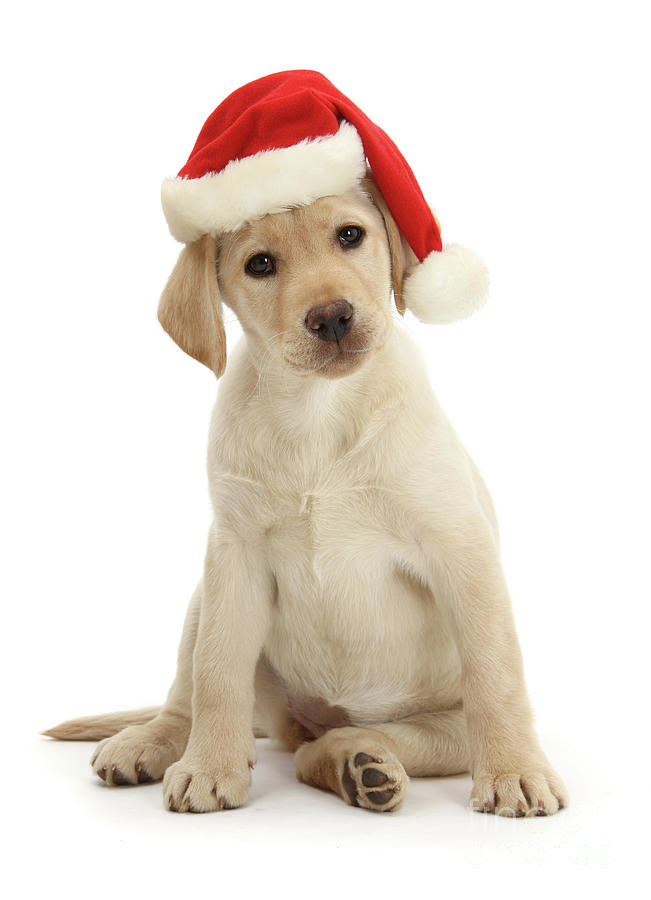 Yellow Labrador Retriever pup wearing Santa hat Photograph by Warren ...