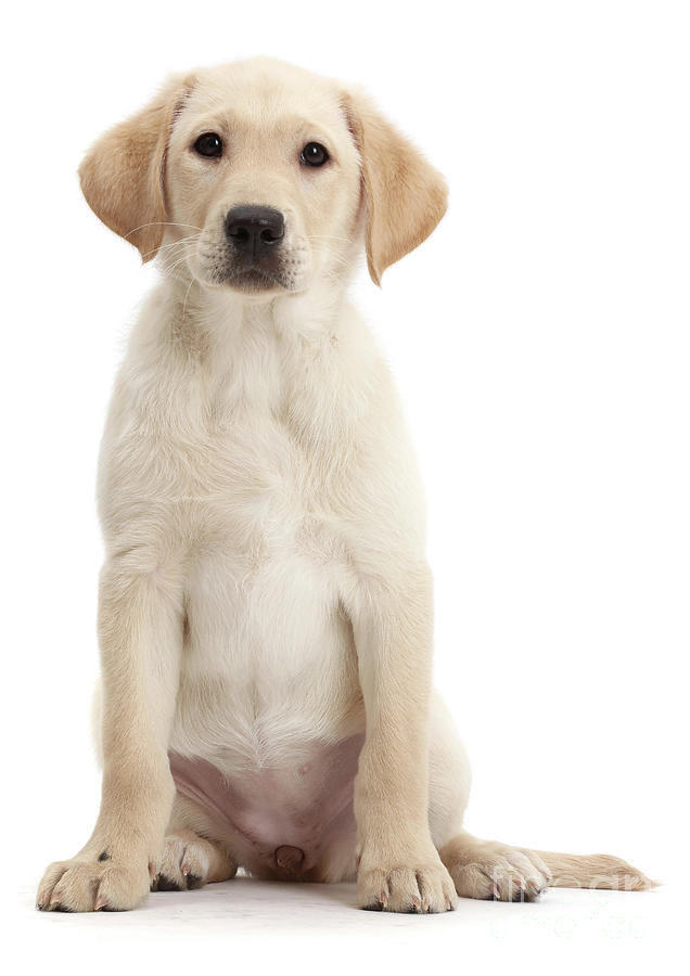 Yellow Labrador Retriever puppy with tilted head Photograph by Warren Photographic