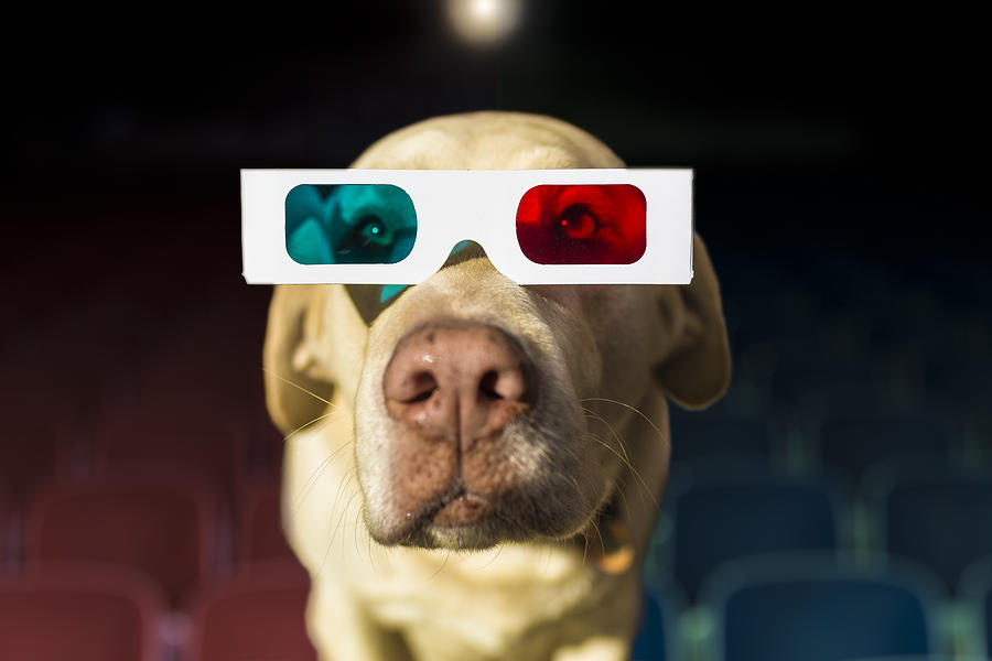 Yellow Labrador wearing 3-D glasses at theater Photograph by Eric Raptosh Photography
