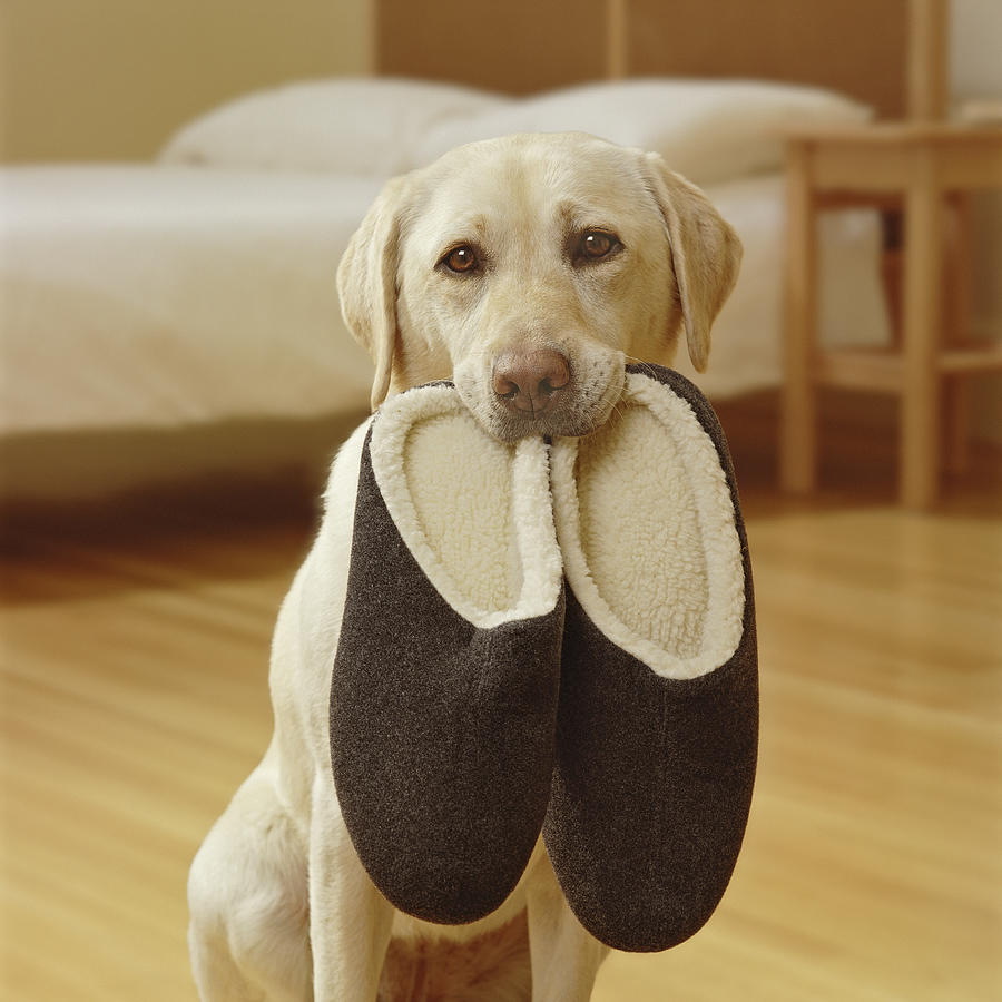 Yellow Labrador with slippers in mouth, portrait Photograph by GK Hart/Vikki Hart