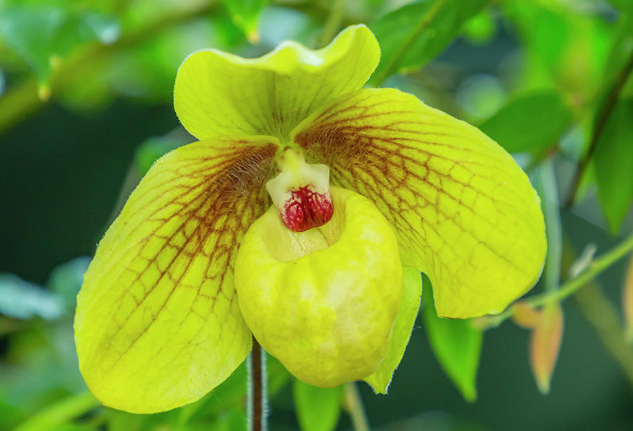 Yellow Lady Slipper Orchid Photograph by Cate Franklyn