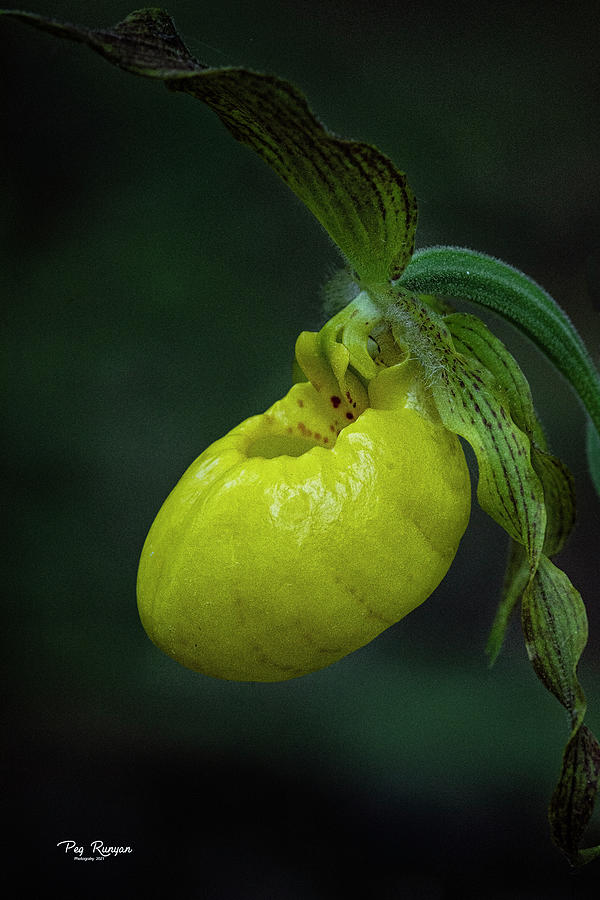 Yellow Lady Slipper Photograph by Peg Runyan