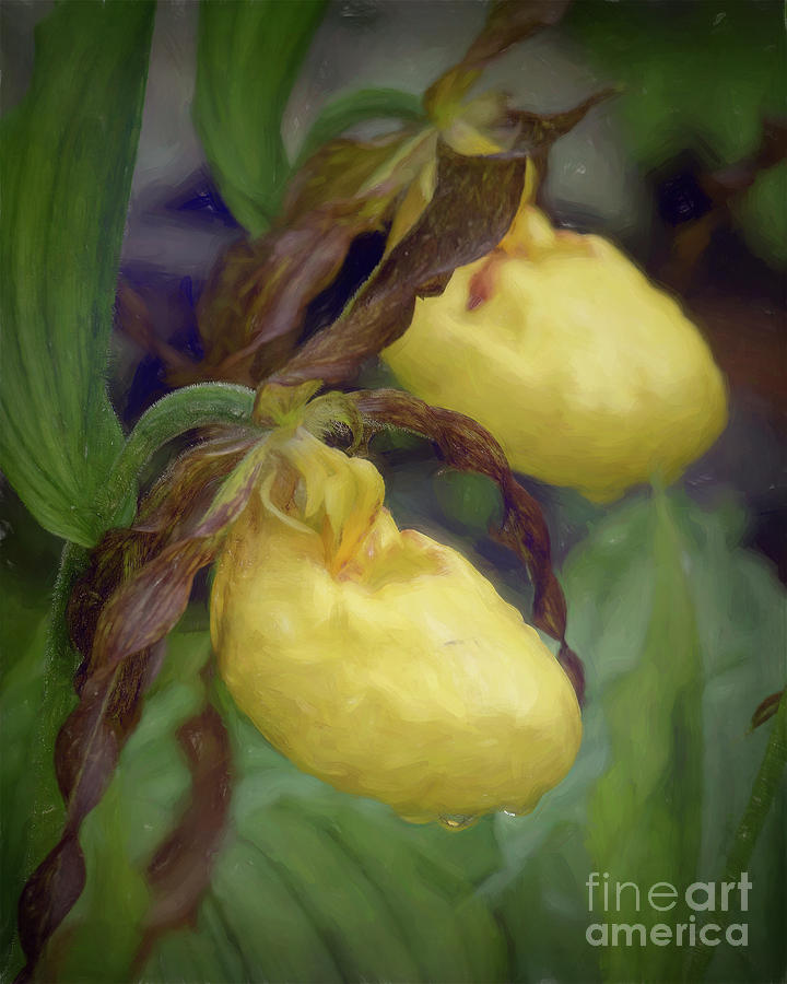Yellow Lady Slippers Photograph by Lorraine Cosgrove