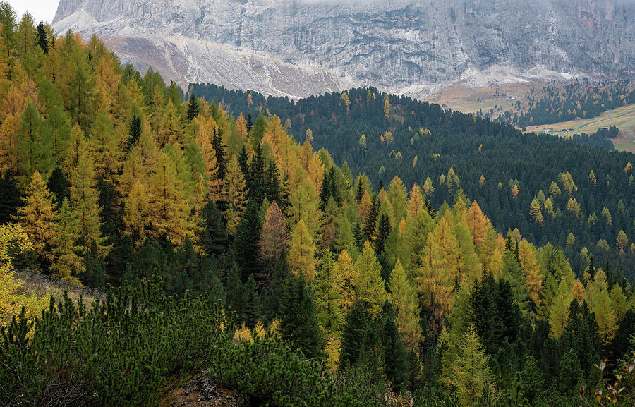 Yellow larches glowing in the mountain forest. Dolomite Alps, Italy, Europe Photograph by Michalakis Ppalis