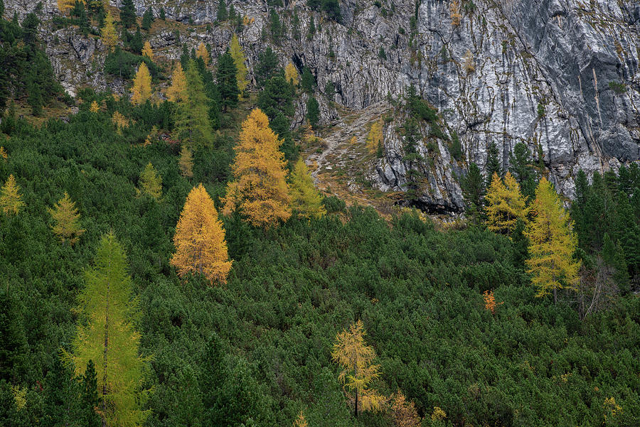 Yellow larches glowing on the edge of the rocky mountain. Dolomite Italy, Europe Photograph by Michalakis Ppalis
