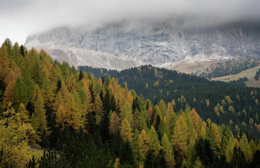 Yellow larches glowing on the edge of the rocky mountain. DolomiteItaly, Europe Photograph by Michalakis Ppalis