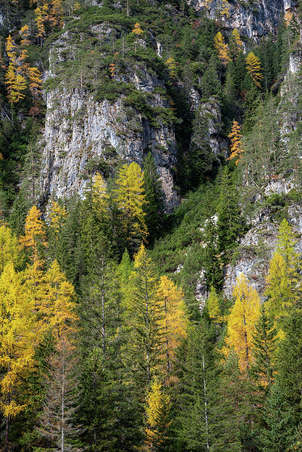 Yellow larches trees glowing on the edge of the rocky mountain. Dolomite alps, autumn landscape Italy Photograph by Michalakis Ppalis
