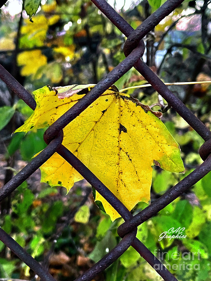 Yellow Leaf Photograph by CAC Graphics