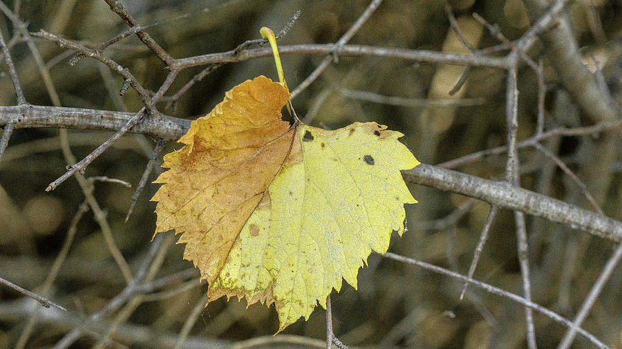Yellow leaf Photograph by David Morehead