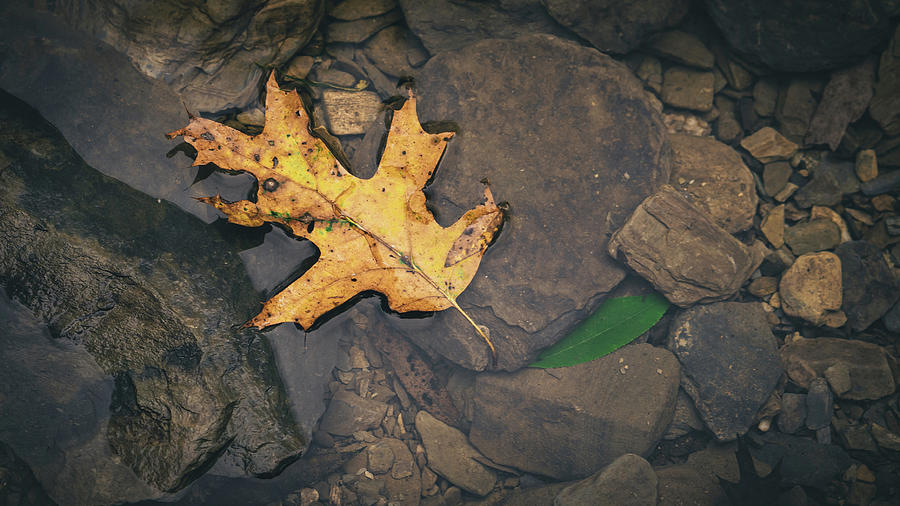 Yellow Leaf Floating Above Stones Photograph by Jason Fink