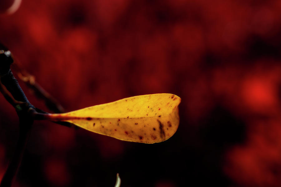 Yellow leaf in sea of red Photograph by Dan Friend