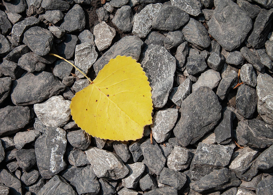 Yellow Leaf In The Gravel Photograph