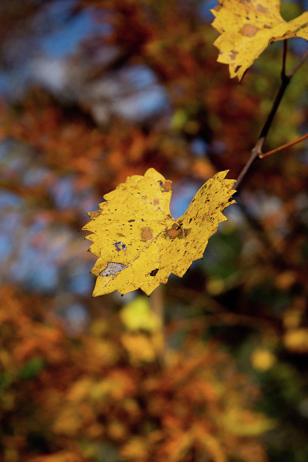 Yellow Leaf Photograph by Karen Harrison Brown