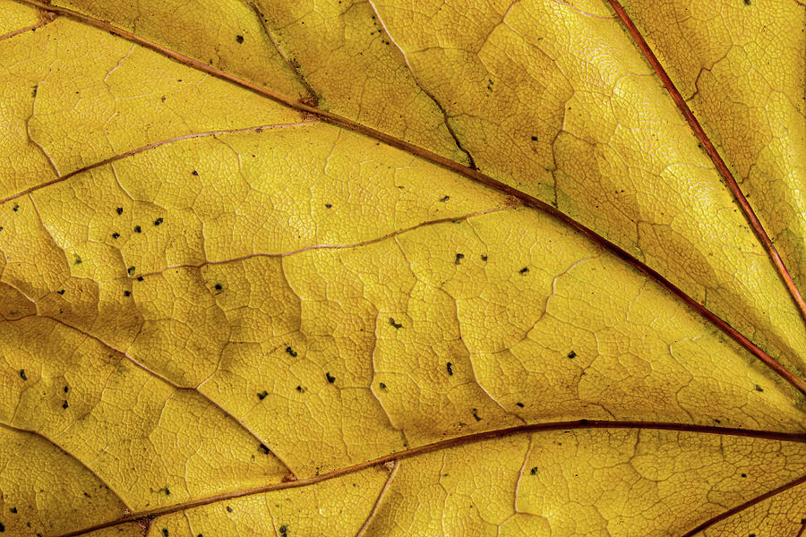 Yellow Leaf Macro Photograph by Jean Noren